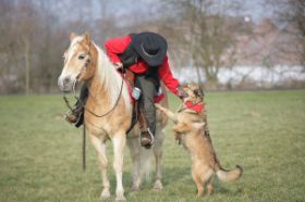 METZ FOTOS Horse&Dog Trail27.JPG