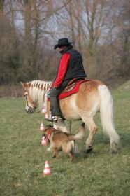 METZ FOTOS Horse&Dog Trail16.JPG