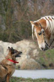 METZ FOTOS Horse&Dog Trail81.JPG