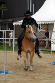 Westernreiten248.jpg